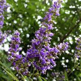 Árbol casto Vitex