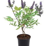 Árbol casto Vitex