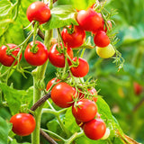 tomate cherry