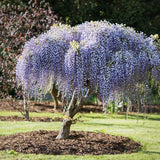 Wisteria