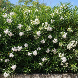 Adelfa blanca