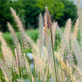Pennisetum