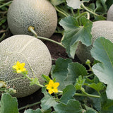 Melón