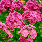 Dianthus