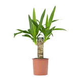 Yucca