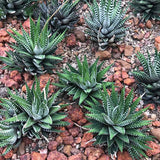 Haworthia