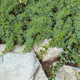 Sedum rastrero