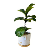 Fig Tree