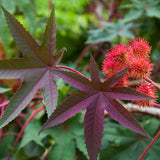 Ricino - Castor Bean Plant