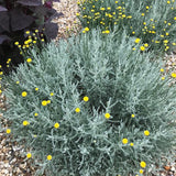 Santonlina - Cotton lavender