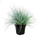 Blue Fescue Grass - Festuca