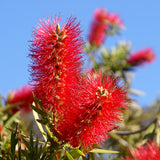 Callistemon