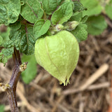 Cape Gooseberry
