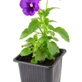 Pansies
