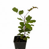 Carob tree