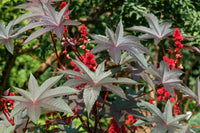 Castor bean plant