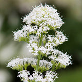 Valeriana blanca