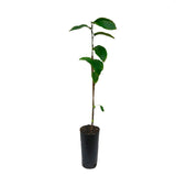árbol de chirimoya