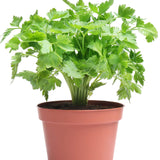 Cilantro