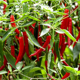 chile rojo
