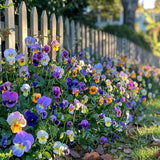 Pansies