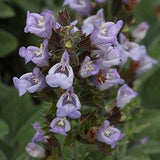common sage flower GOI