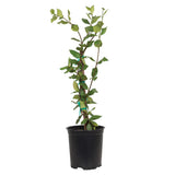 Star Jasmine
