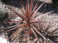 Cordyline Redstar