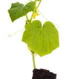 Pepino