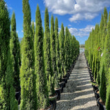 Cypress
