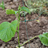 Pepino
