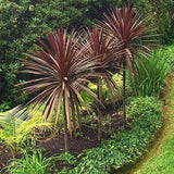 Cordyline australis (Red Star)