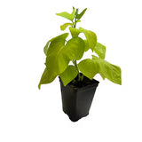 Batata