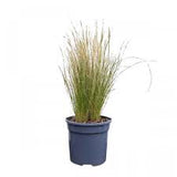Stipa