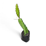 Dragon fruit