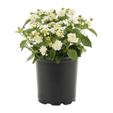 Lantana
