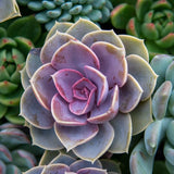 Echeveria
