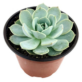 Echeveria