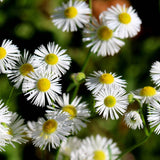 Erigeron
