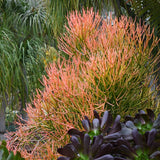 Euphorbia tirucalli