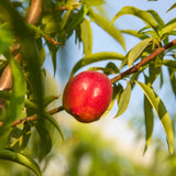 Nectarina