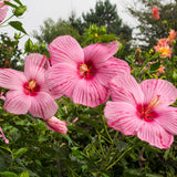 Hibisco