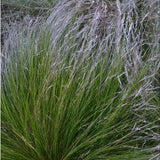 Stipa