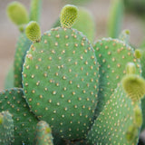 Opuntia