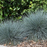Blue Fescue Grass - Festuca