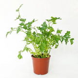 Parsley