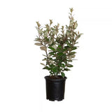 Silverberry de Ebbing