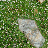 Phyla nodiflora