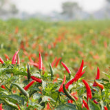 chile rojo