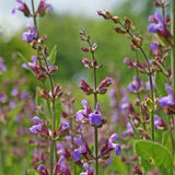 Common Sage